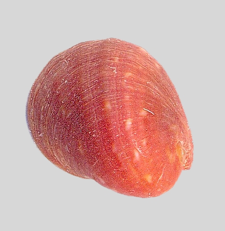 altre gasteropodi lessepsiani